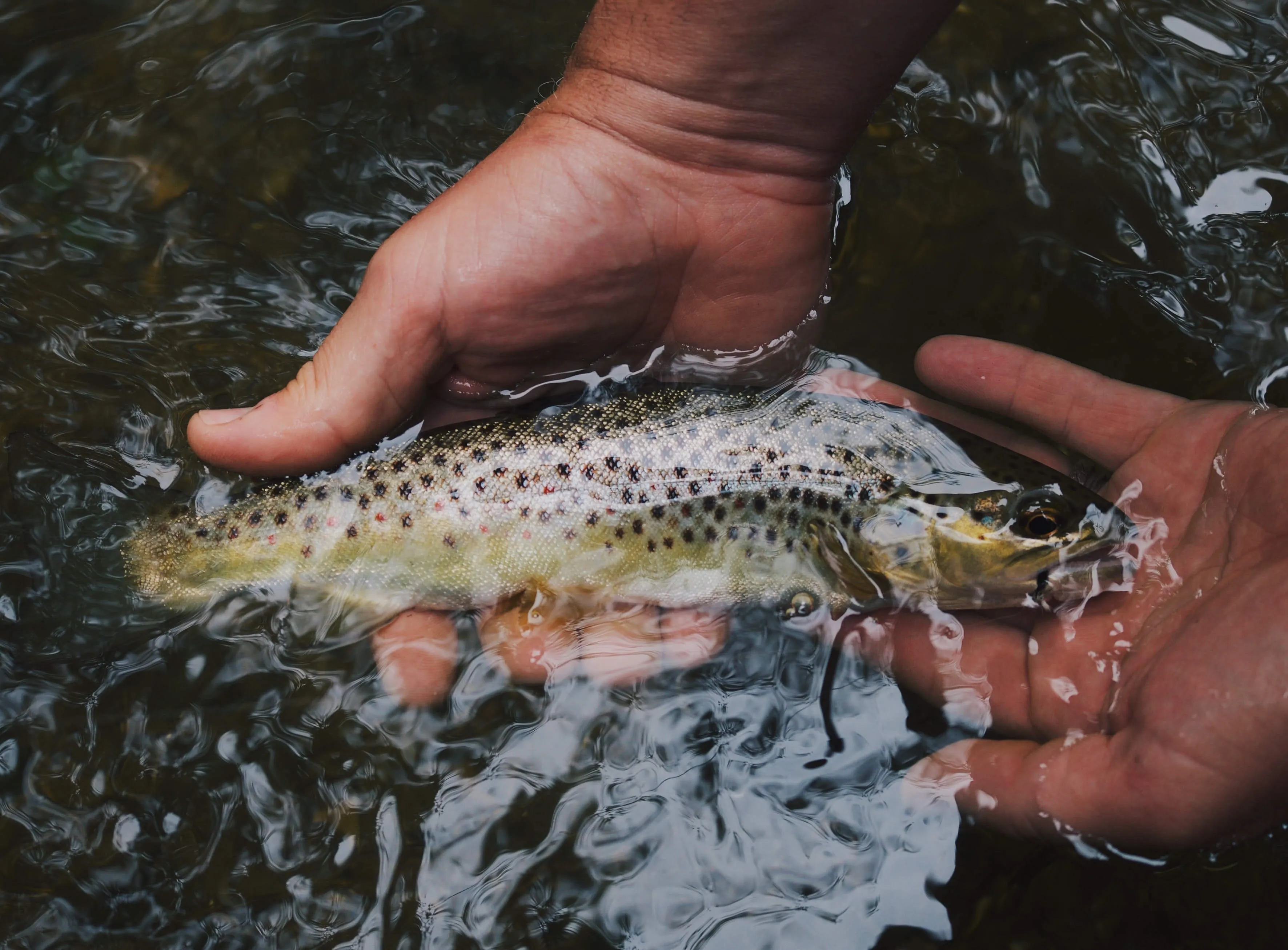 An angler cradling a wild trout in the water before release